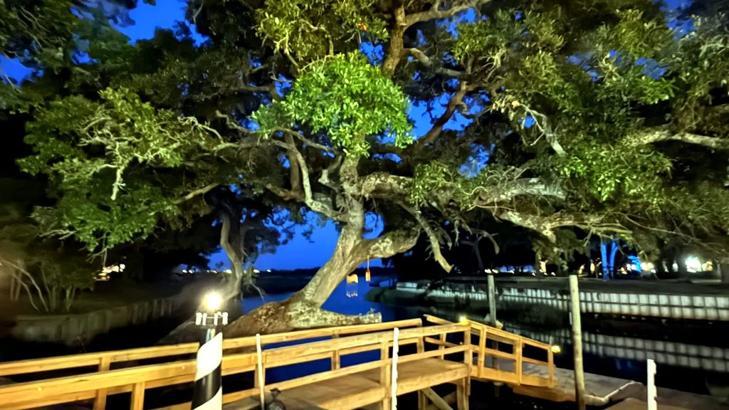 The big oak overlooking the waterway at Rustic Reel